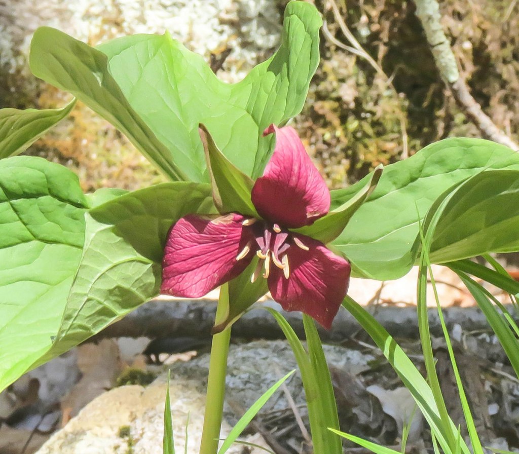 dimitris rankin add trillium blacked photo